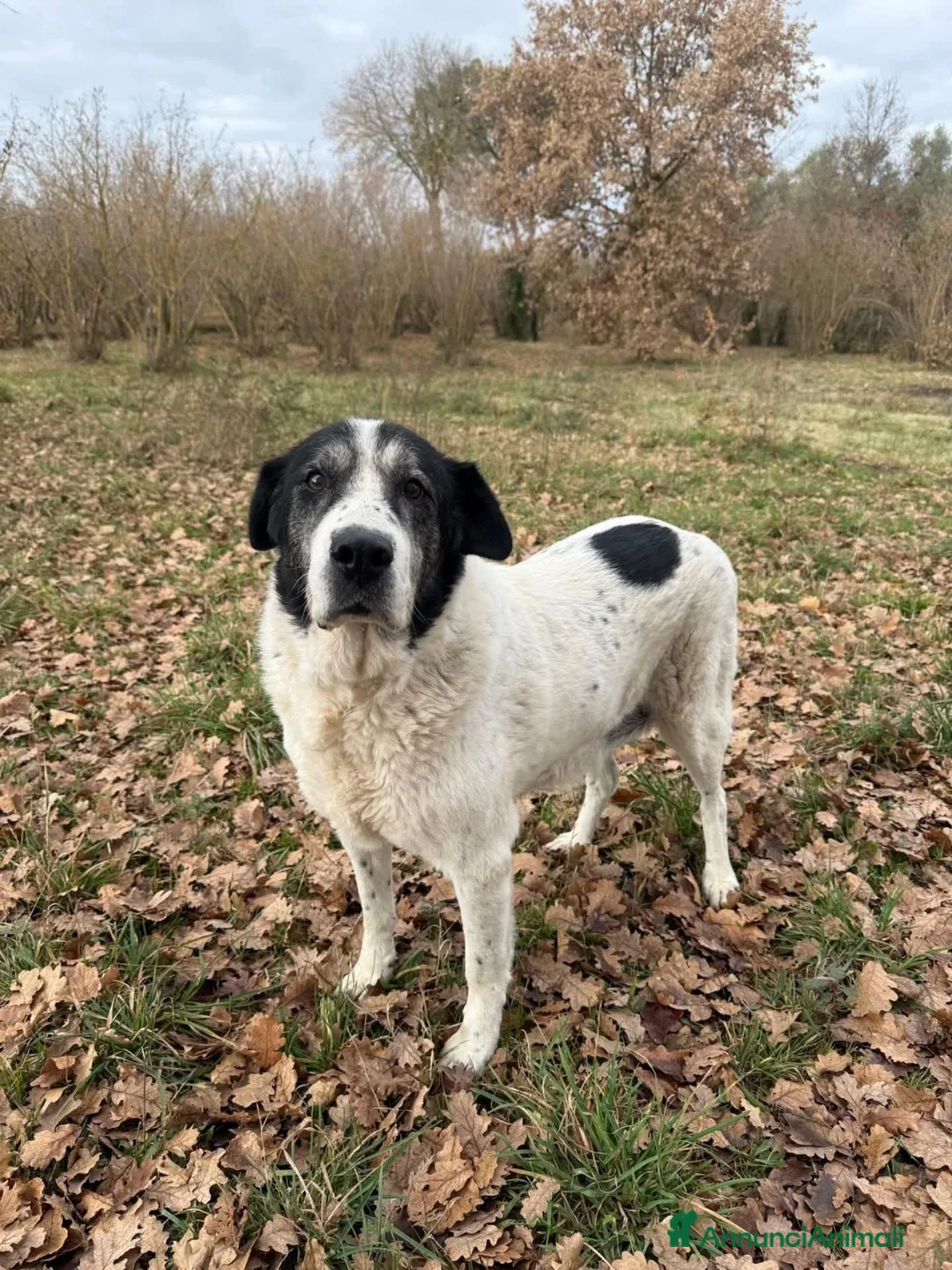 Meticcio cani in regalo: Valentina a Provincia di Viterbo - Annuncio 1