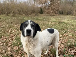 Meticcio cani Valentina - Annuncio 35