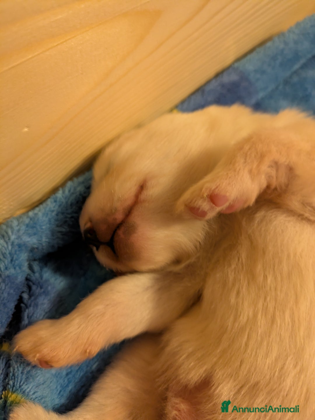 Samoiedo cani in vendita: Cuccioli di Samoiedo - Annuncio 11