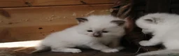 Ragdoll gatti in vendita: Ragdoll cuccioli con pedigree  - Annuncio 3