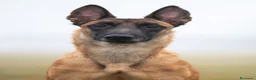 Pastore Belga cani in vendita: Ultima cucciola di pastore belga malinois  - Annuncio 4