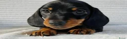 Bassotto cani in vendita: Bassotti Nani  - Annuncio 3