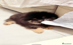 Volpino Pomerania cani in vendita: Cuccioli di Pomerania con pedigree prestigioso  - Immagine 4