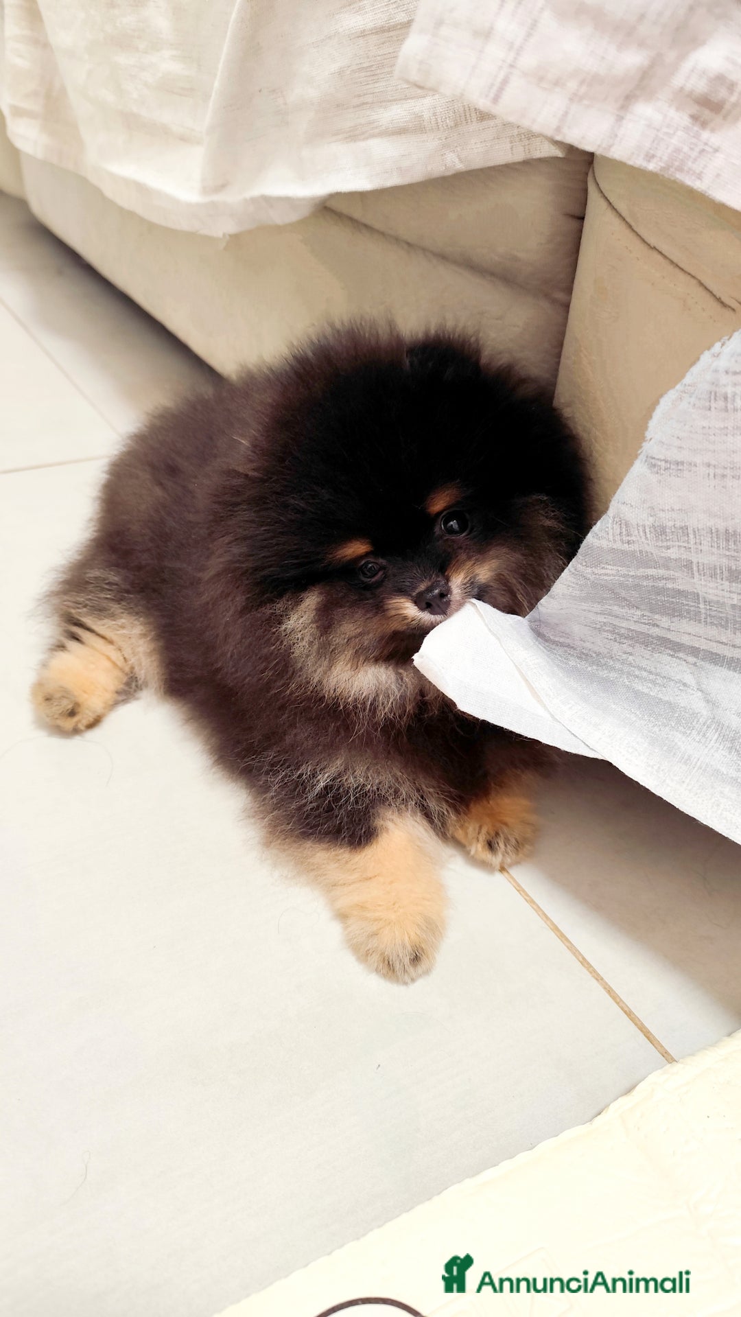 Volpino Pomerania cani in vendita: Cuccioli di Pomerania con pedigree prestigioso  - Immagine 4