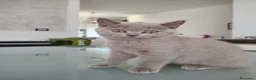 British gatti in vendita: Splendida cucciola di British Shorthair  - Annuncio 8