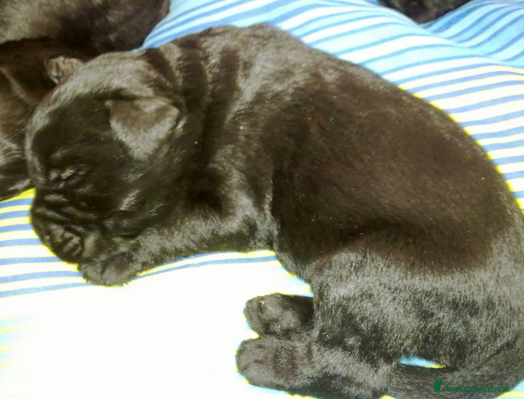 Schnauzer Gigante cani in vendita: Nata Cucciolata X  - Annuncio 5