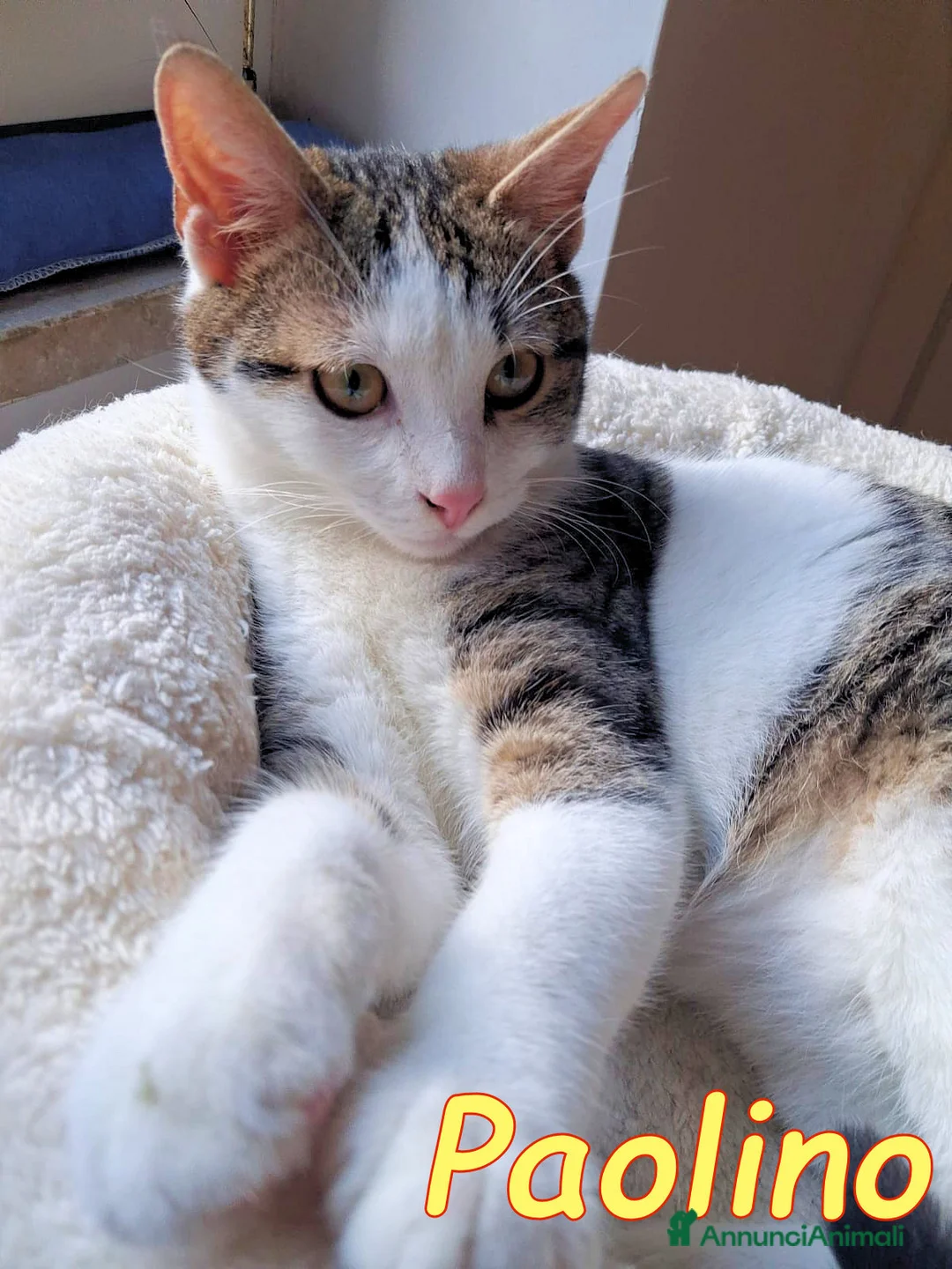 Europeo gatti in regalo: PAOLINO GATTINO DOLCE E AFFETTUOSISSIMO - Annuncio 4