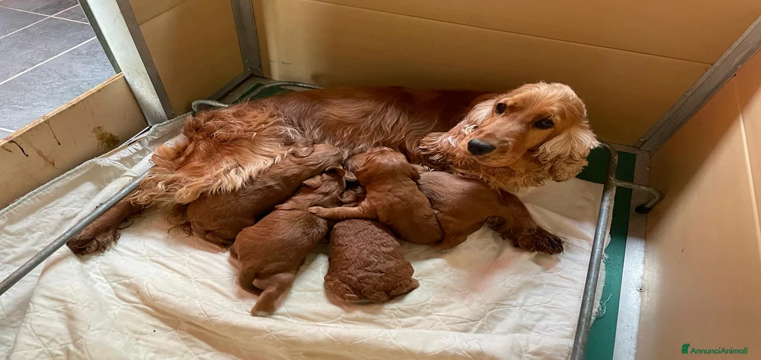 Immagine della galleria {{count}}