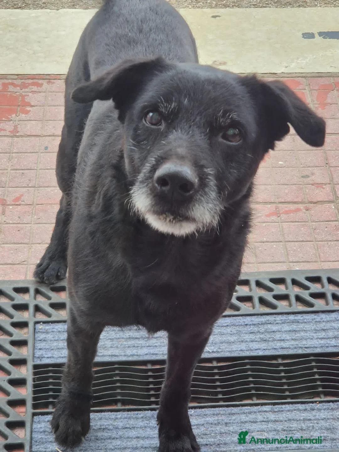 Meticcio cani in regalo: pino  - Annuncio 5