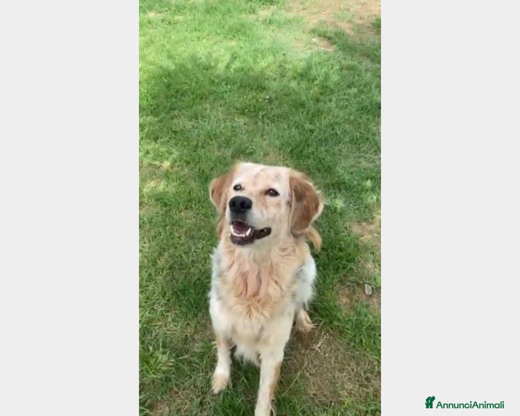 Meticcio cani SALVATO DALLA FAME 3ANNI FA!ANCORA IN BOX!NAPOLI a Milano - Annuncio 2