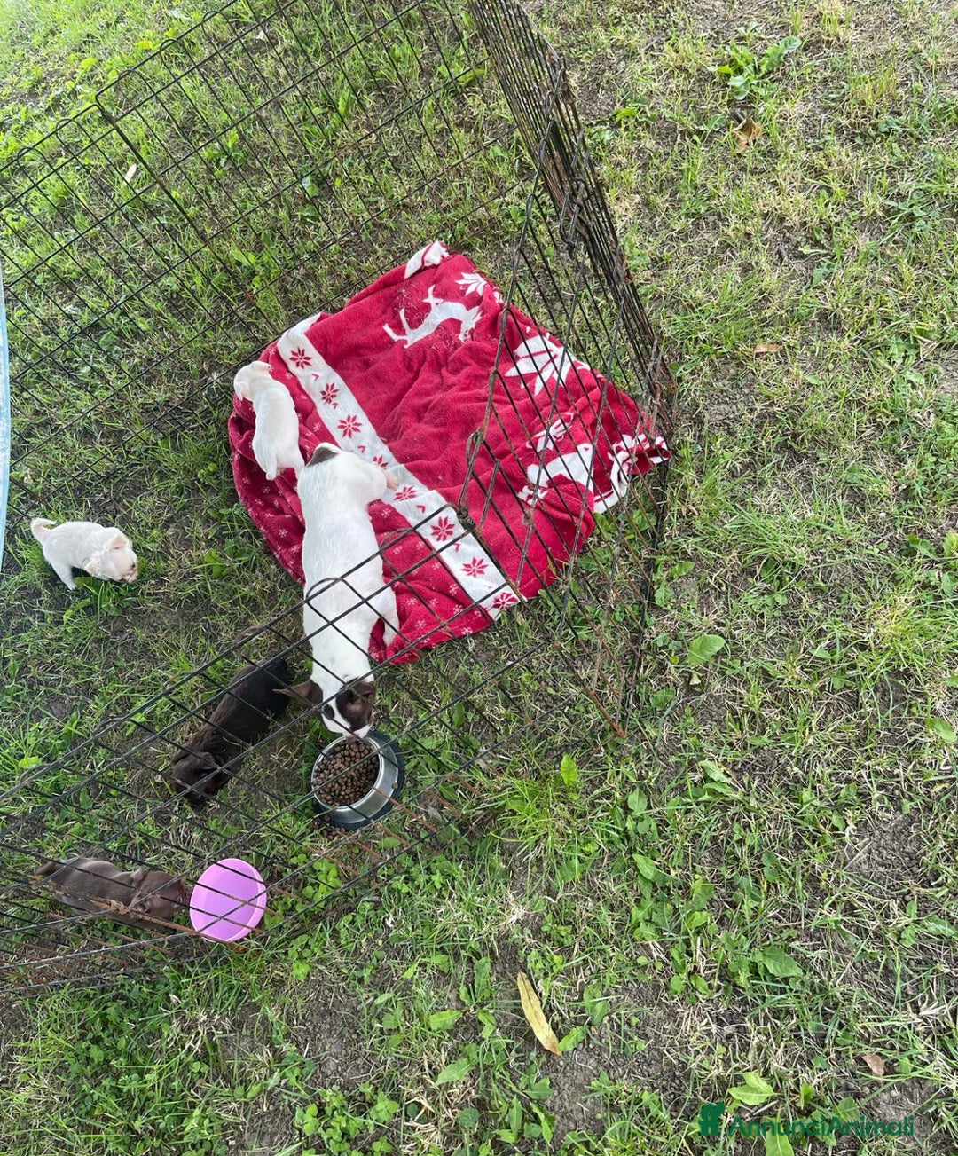 Chihuahua cani in vendita: Chihuahua femmina pelo lungo occhi chiari pedigree a Città Metropolitana di Torino - Immagine 6