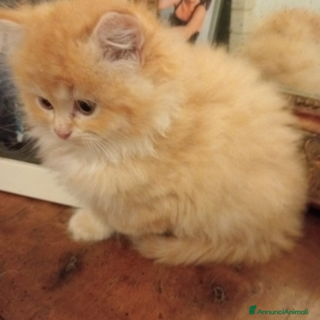 Persiano gatti in vendita: Gattini persiani normotipo  - Annuncio 19