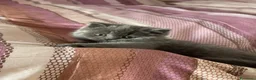 British gatti in vendita: adorabile e meraviglioso gattini  - Annuncio 16