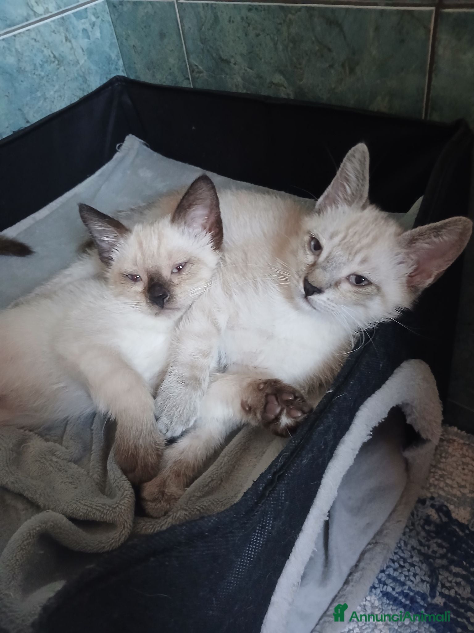 Europeo gatti Fratellini meravigliosi  - Annuncio 3