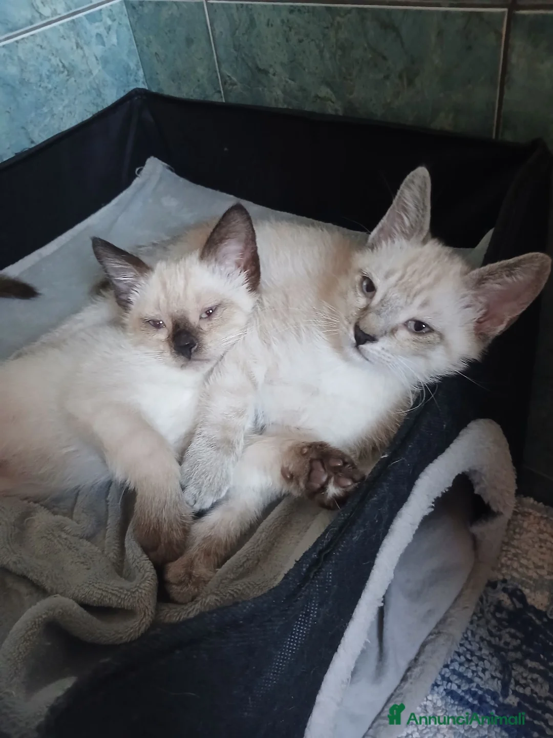 Europeo gatti in regalo: Fratellini meravigliosi  - Annuncio 1