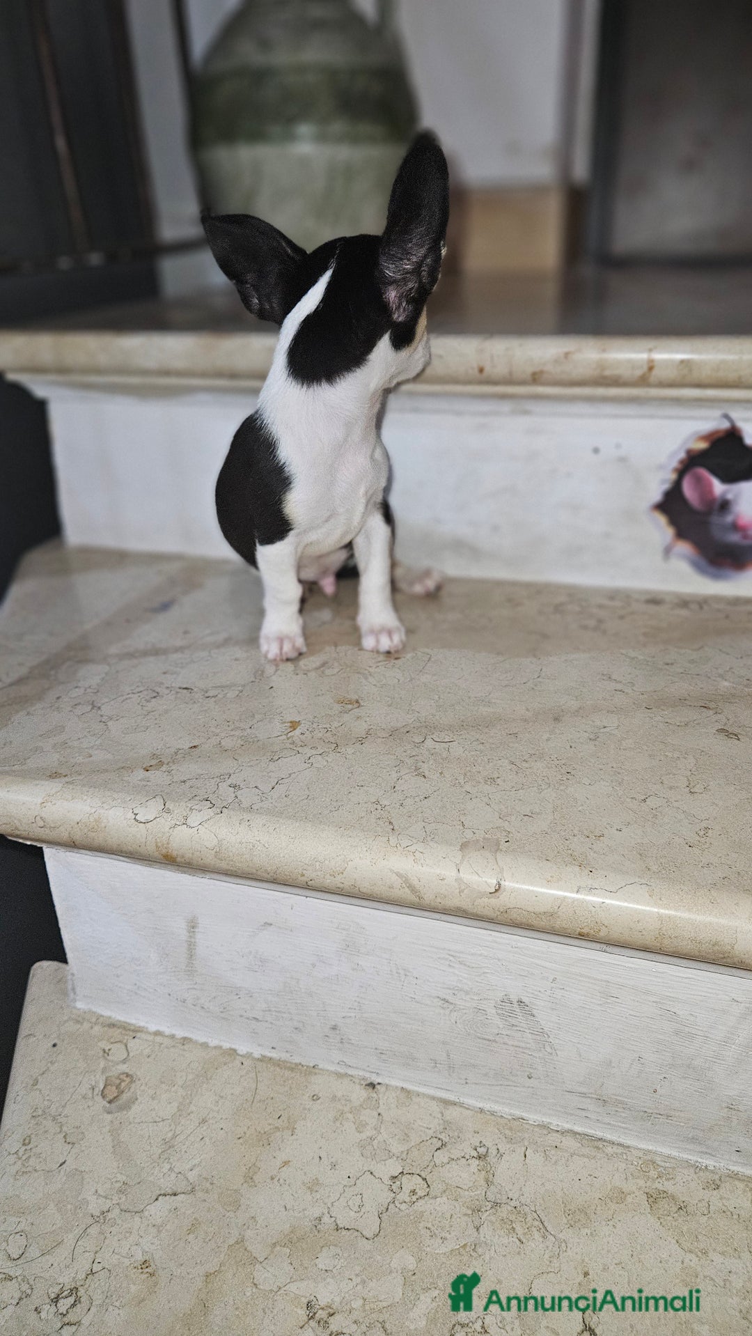 Chihuahua cani in vendita: Chihuahua mini toy  a Città metropolitana di Milano - Immagine 3