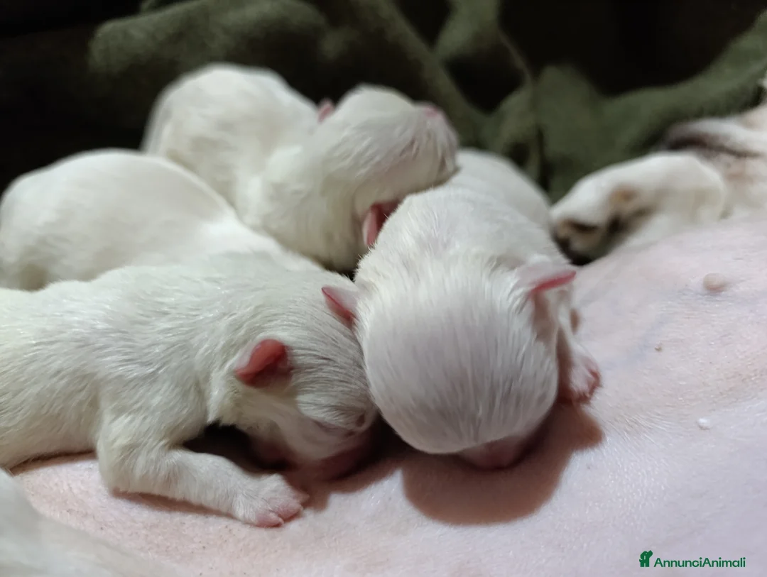 Chihuahua cani in vendita: Cuccioli di Chihuahua  a Provincia di Vicenza - Annuncio 2