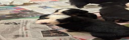 Bovaro del Bernese cani in vendita: Cuccioli Bernese da famiglia (privati) - Annuncio 6