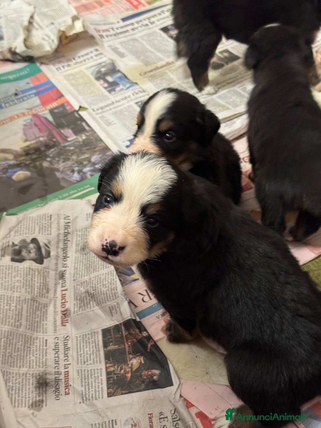 Bovaro del Bernese cani in vendita: Cuccioli Bernese da famiglia (privati) - Annuncio 6