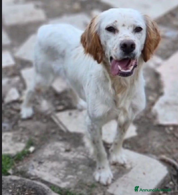 Setter Inglese cani Setter 2anni e 1/2 condannato in canile! PUGLIA a Città metropolitana di Milano - Annuncio 7