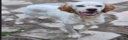 Setter Inglese cani in regalo: Setter 2anni e 1/2 condannato in canile! PUGLIA a Città metropolitana di Milano - Annuncio 1