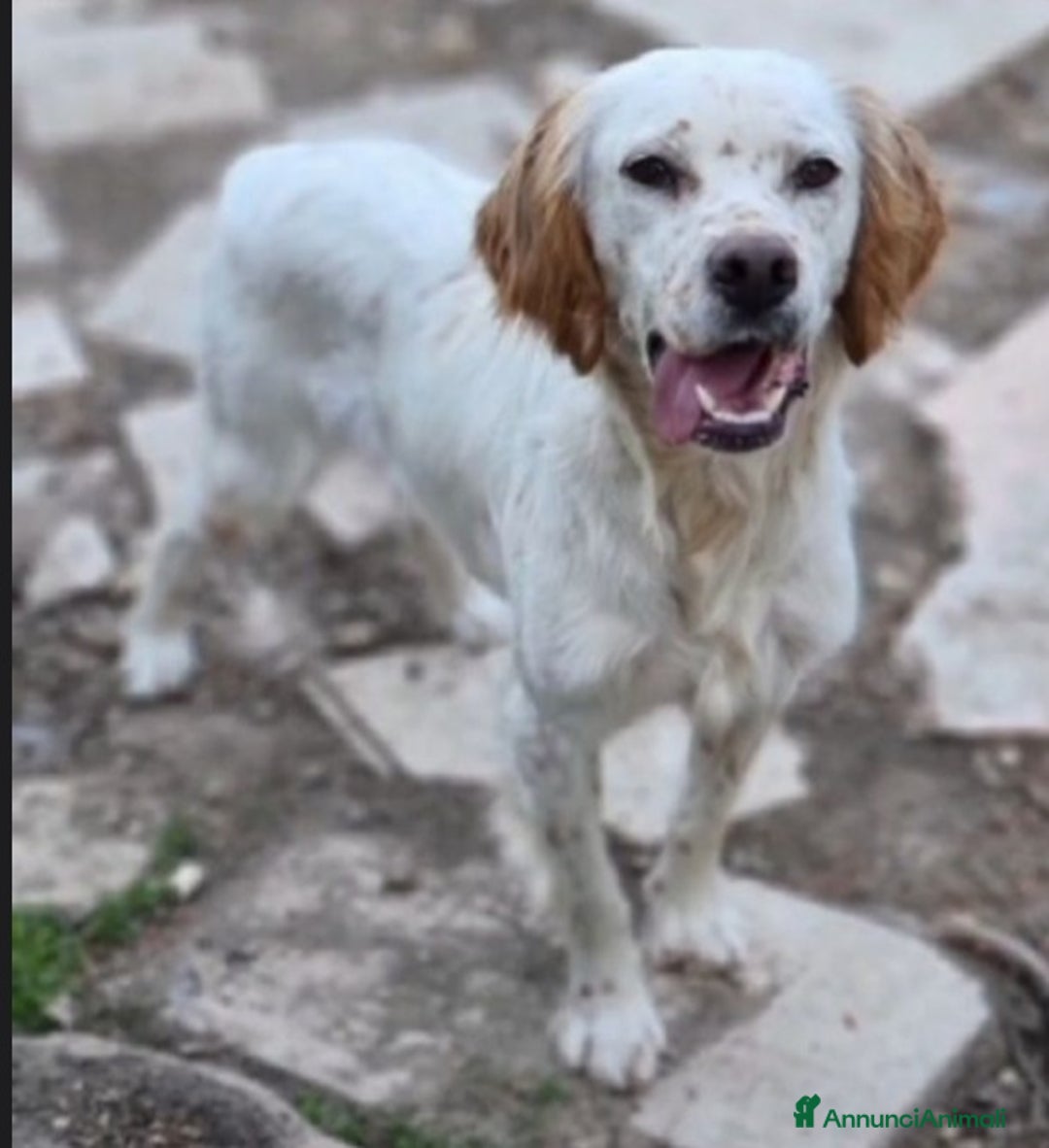 Setter Inglese cani in regalo: Setter 2anni e 1/2 condannato in canile! PUGLIA a Città metropolitana di Milano - Annuncio 1