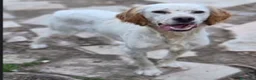 Setter Inglese cani in regalo: Setter 2anni e 1/2 condannato in canile! PUGLIA a Città metropolitana di Milano - Annuncio 1