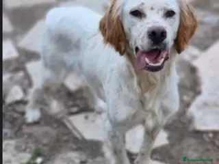 Setter Inglese cani Setter 2anni e 1/2 condannato in canile! PUGLIA a Città metropolitana di Milano - Annuncio 3