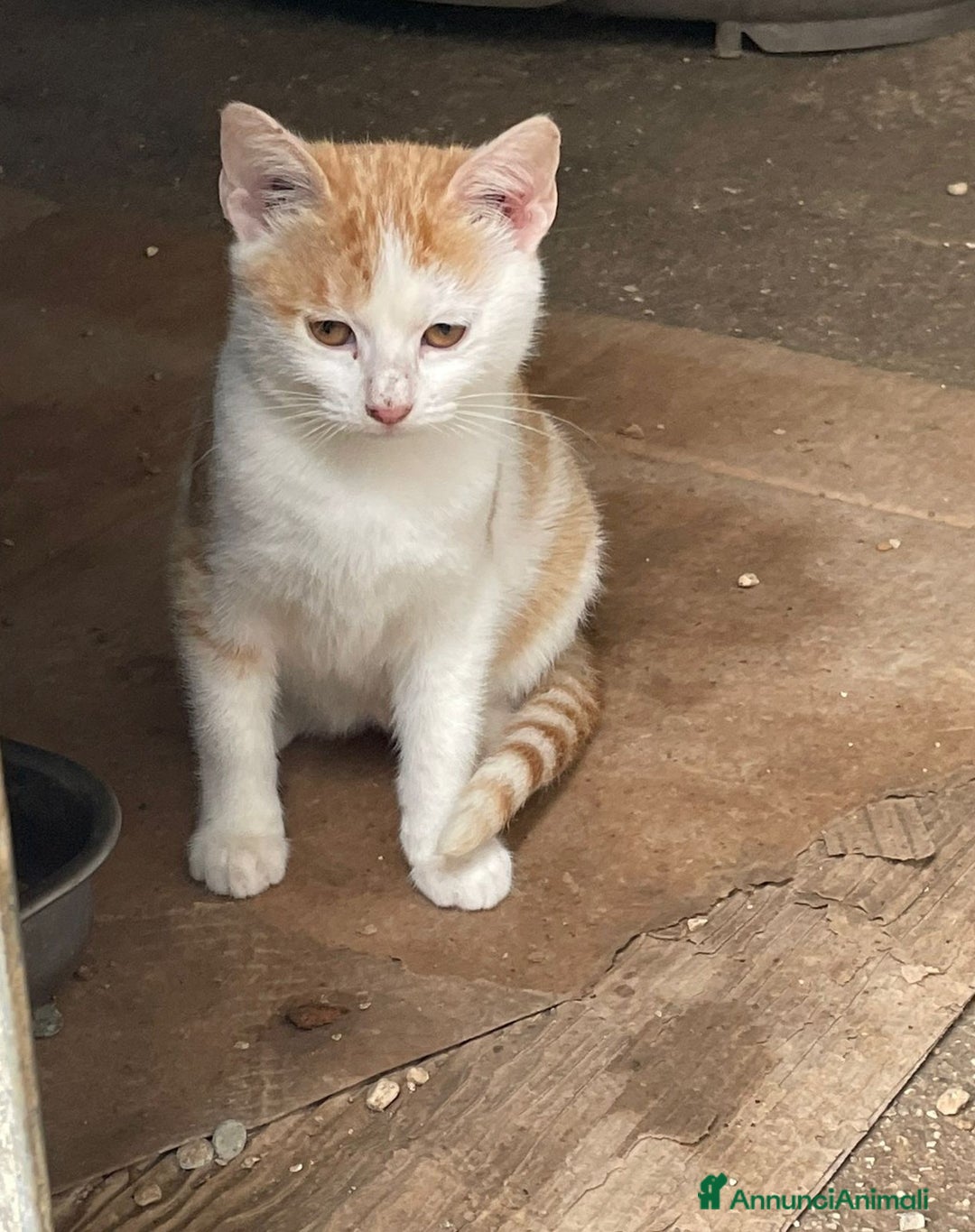 Burmese gatti in regalo: ADOTTA KANGA - Annuncio 3