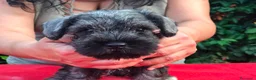 Mini Schnauzer cani in vendita: Cuccioli di zwergschnauzer pepe e sale  a Provincia di Macerata - Annuncio 5