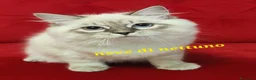 Siberiano gatti in vendita: Cuccioli di gatto siberiano ipoallergenico - Annuncio 2