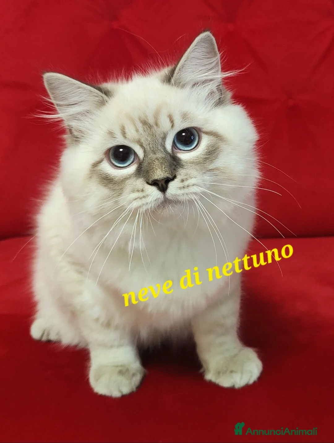 Siberiano gatti in vendita: Cuccioli di gatto siberiano ipoallergenico - Annuncio 2