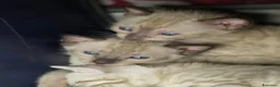 Bengala gatti in vendita: Cuccioli gatto bengala  - Annuncio 12