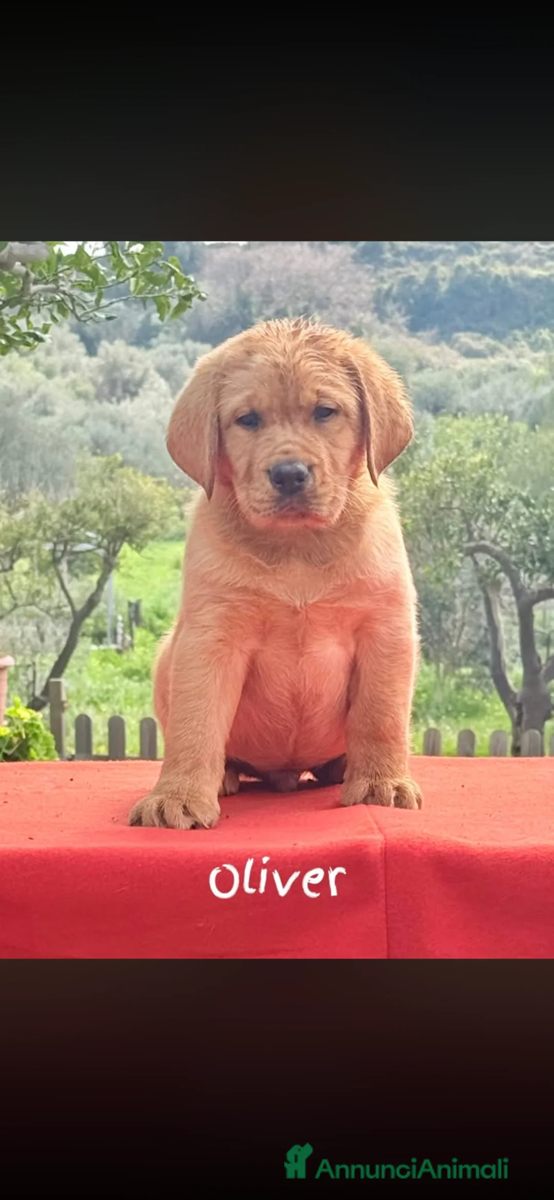 Labrador cani in vendita: Cuccioli di Labrador Retriever  a Città metropolitana di Palermo - Annuncio 7