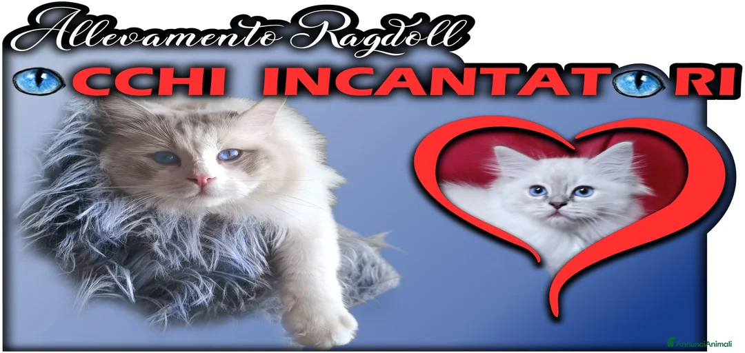 Immagine della galleria {{count}}