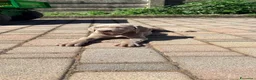 Weimaraner cani in vendita: Cuccioli Weimaraner  - Annuncio 34