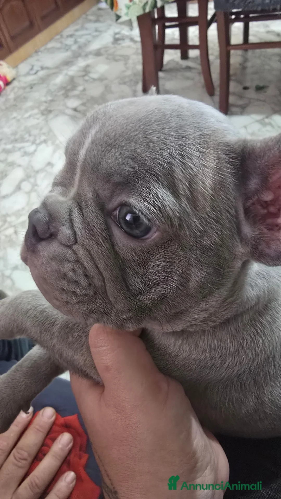 Bulldog Francese cani in vendita: Bulldogue francese  a Città metropolitana di Catania - Annuncio 7
