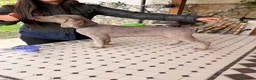 Weimaraner cani in vendita: Cuccioli Weimaraner  - Annuncio 6
