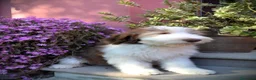 Bearded Collie cani in vendita: Bearded Collie cuccioli  - Annuncio 4