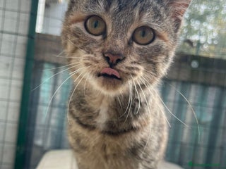 Meticcio gatti CHI ADOTTA LA DOLCE TIGRA? - Annuncio 1