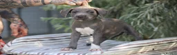 Pitbull cani in vendita: Cuccioli Pit Bull con pedigree anche a rate - Annuncio 8