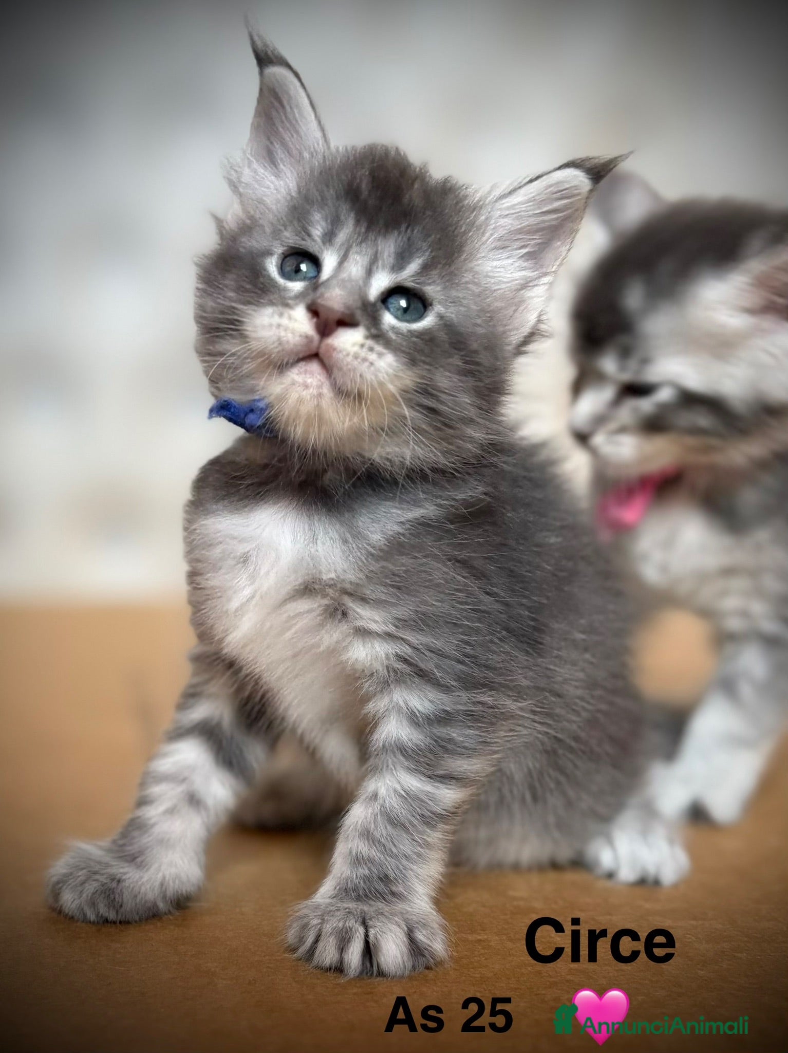Maine Coon gatti Giganti Buoni: Cuccioli Maine Coon  - Annuncio 4