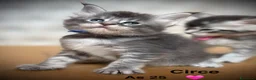 Maine Coon gatti in vendita: Giganti Buoni: Cuccioli Maine Coon  - Annuncio 1