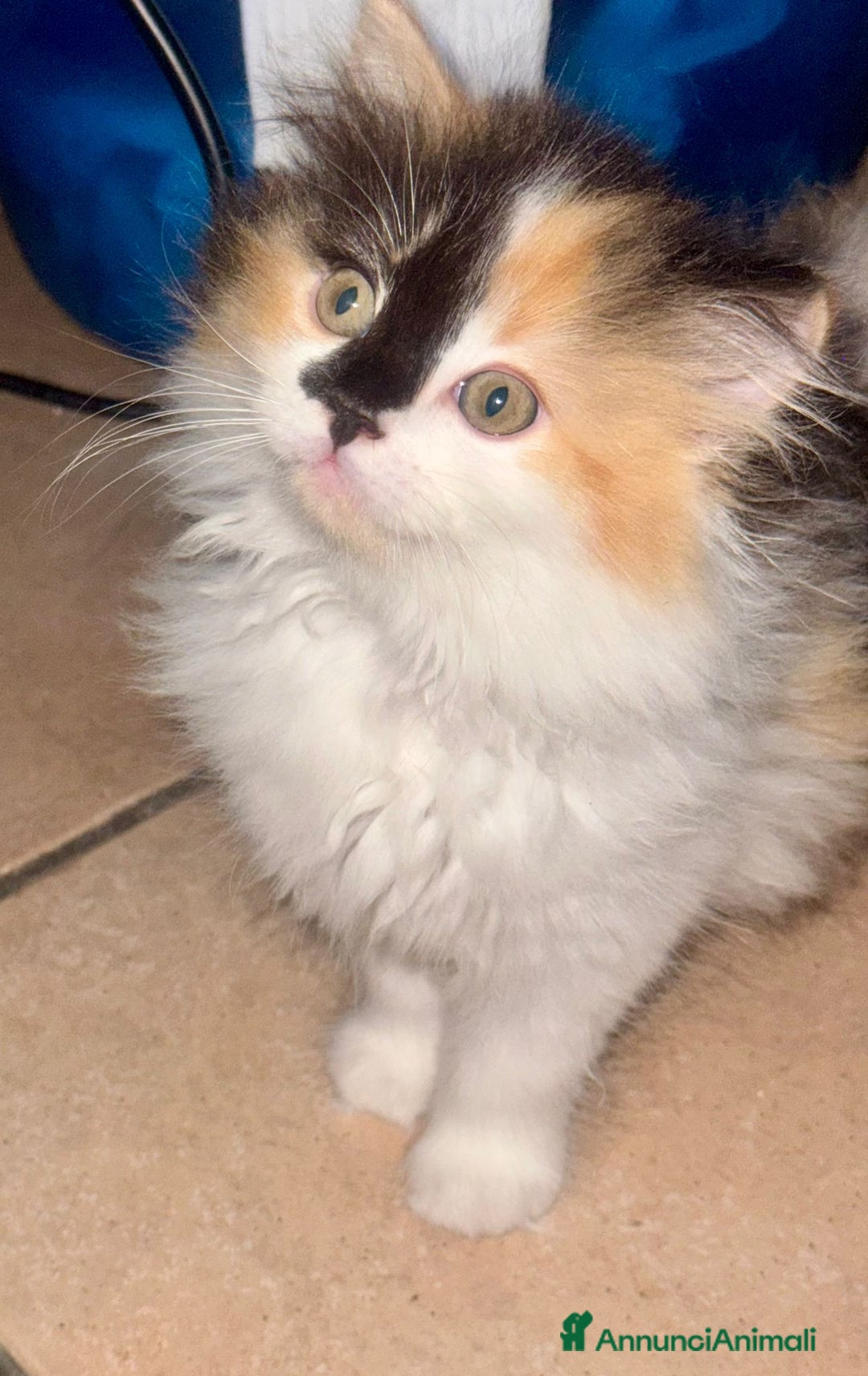 Persiano gatti in vendita: Calico persiana normotipo a Provincia di Reggio Emilia - Immagine 2
