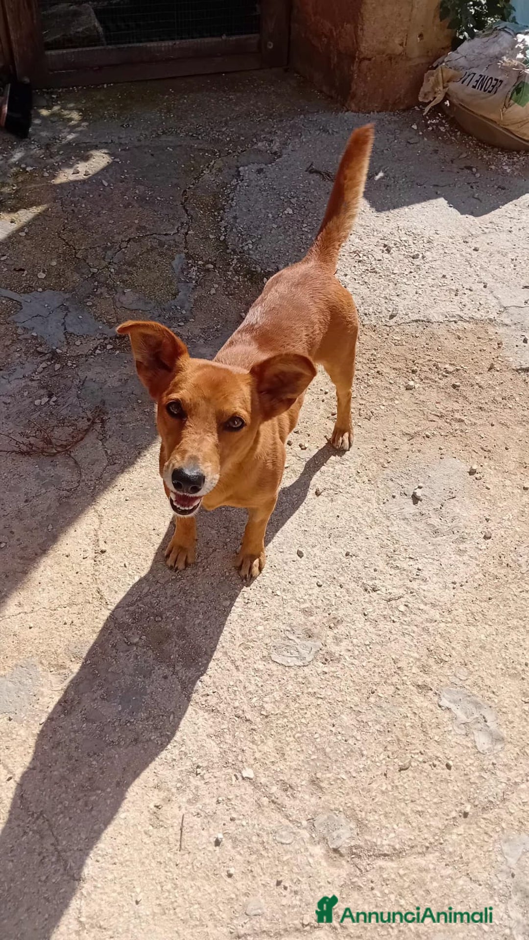 Altre razze cani in regalo: ugo 4 aNNI - Annuncio 4