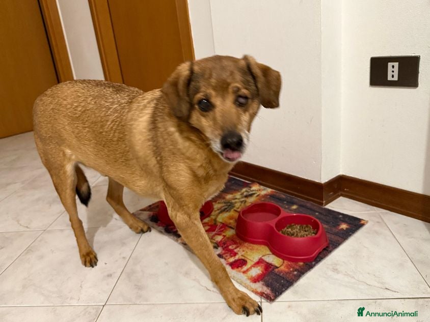 Meticcio cani ADozione del cuore per LUCKY - Annuncio 9