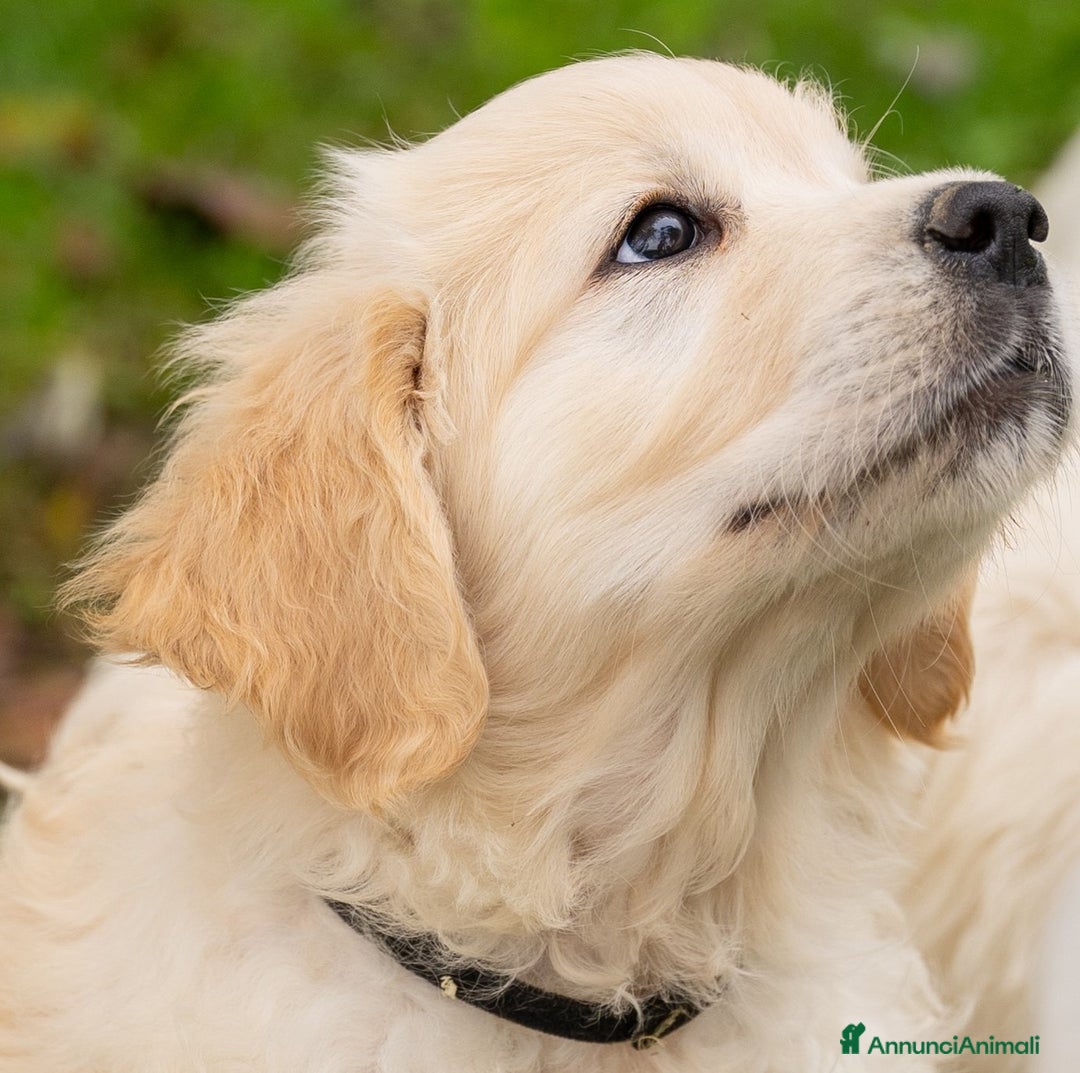 Golden Retriever cani in vendita: cuccioli di golden retriever - Annuncio 4