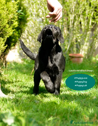 Immagine della galleria {{count}}