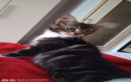 Maine Coon gatti in vendita: Maine coon  a Città metropolitana di Milano - Immagine 2