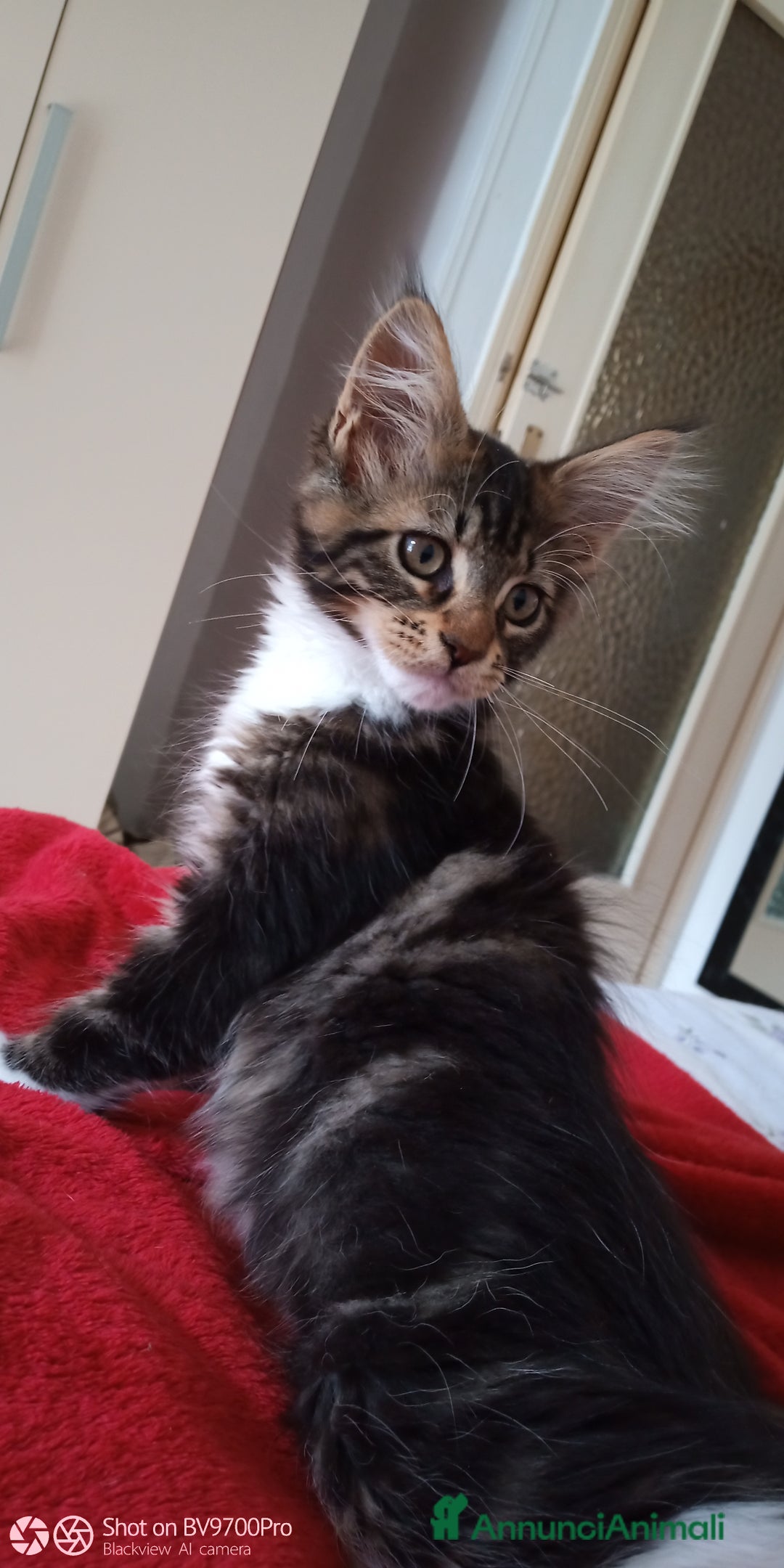 Maine Coon gatti in vendita: Maine coon  a Città metropolitana di Milano - Immagine 2